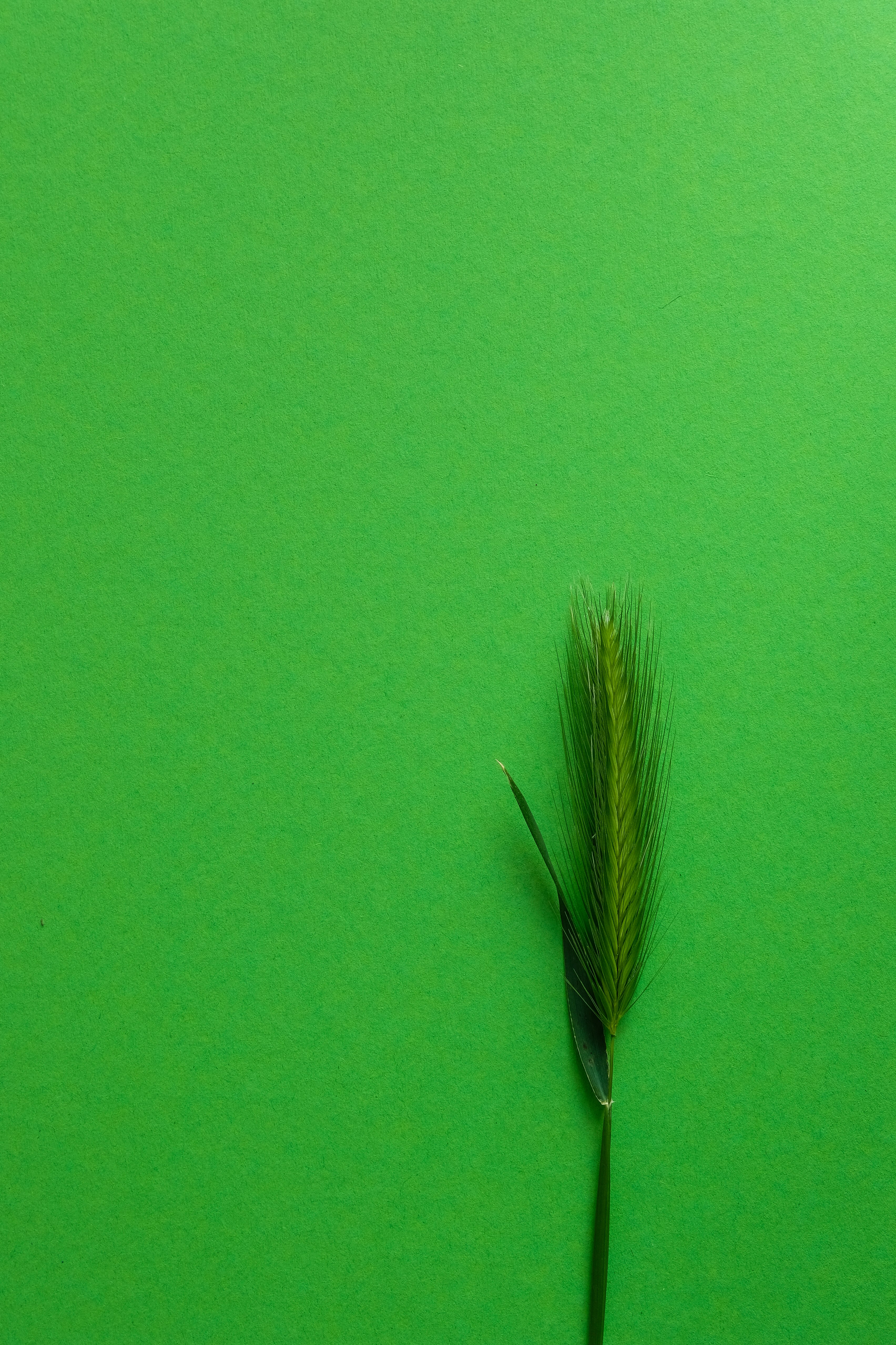 green and brown feather on green textile